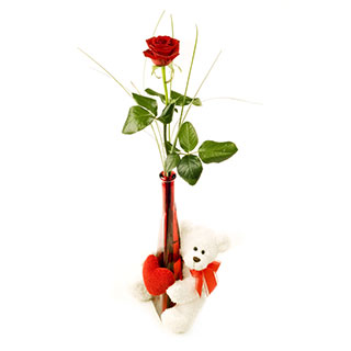 Single red roses in Vase and white teddy(6 inches)